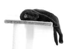 Lulu-Le-Chat