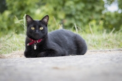 Lulu