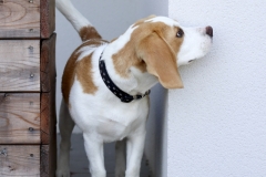 Perle-jolie-beagle